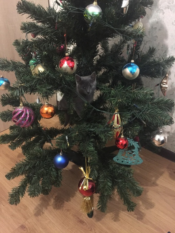 Все коты любят елки.котейка друга,моё не ставлю