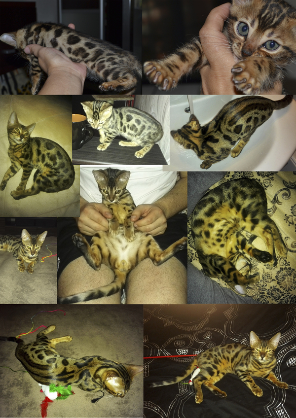 Another bengal :) We have been with us for three months! - My, Bengal cat, cat