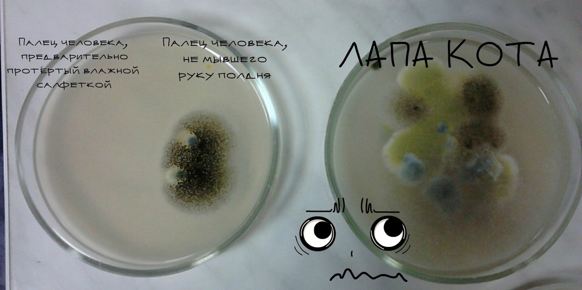 Эксперимент с чашкой петри. Опыт чашка Петри бактерии. Опыты с бактериями. Опыты про микроорганизмы. Опыты в чашке Петри.