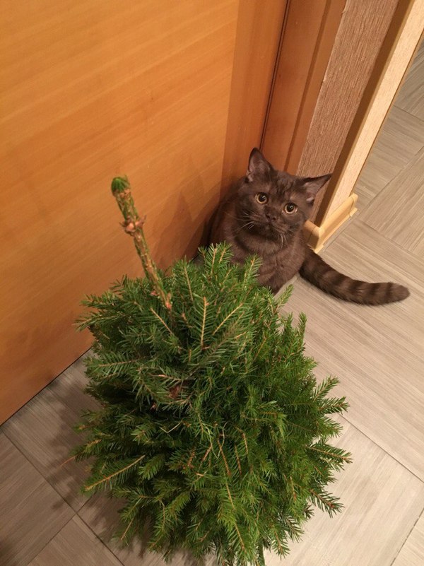 Я тут тебе елку принес..