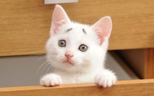 I'm taking a Python course. Report for day 58 - cat, Programming, Education, Python, My