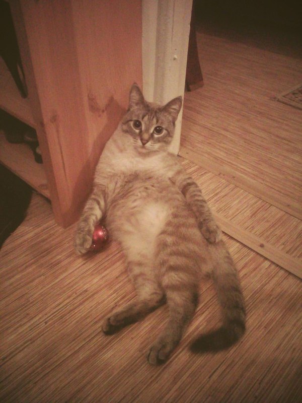 "Это мой шарик, чего уставились?"