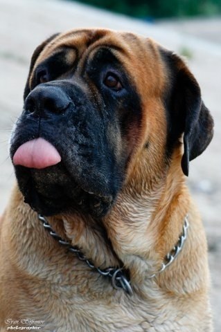 Решил поделиться своим собакеном!Если понравится могу еще найти прикольные фотки своих животных. Фоткал друг,собакен мой