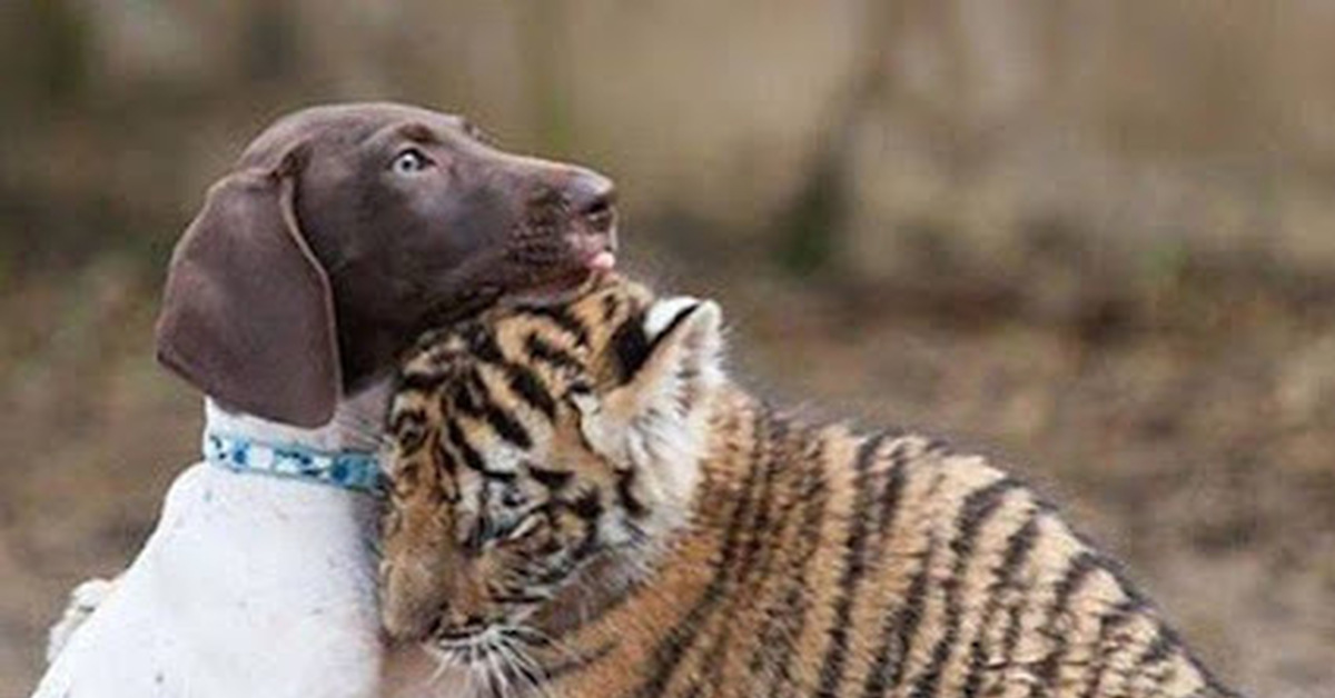 Тигр собака и кот фото