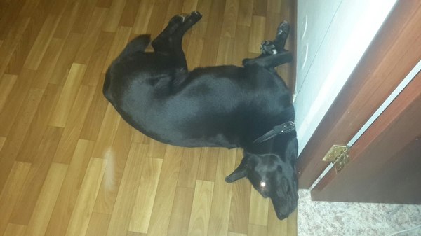 ��� ��� ������