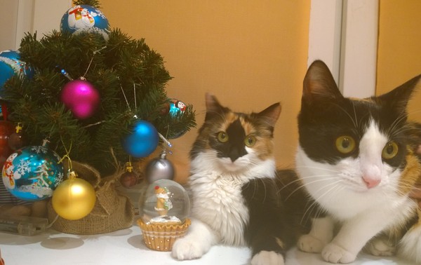 ��� ���������� ���������