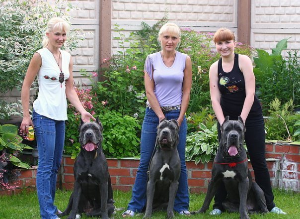 Bone Day! - My, Dog, Cane Corso, Animals, The photo, Dog days, , Longpost