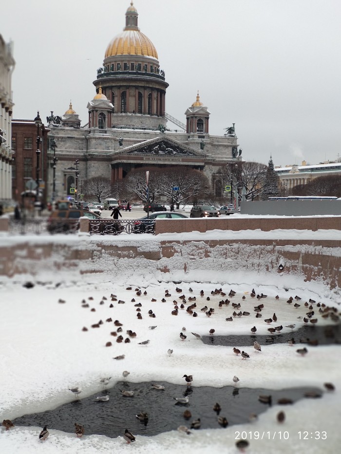 Oh fuck the Ducks didn't fly away... - Birds, Saint Petersburg