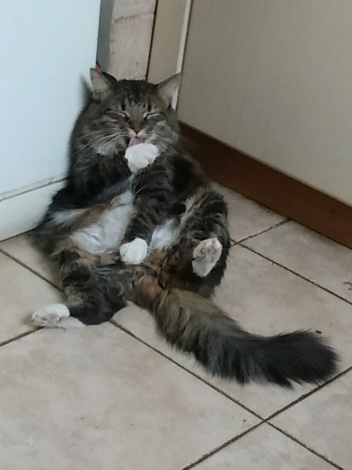 When you just filled your belly and it seems that life is good - Animals, cat