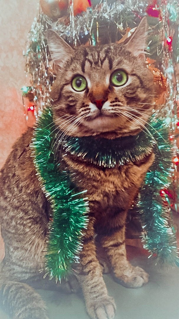 New Year's Cat Ducalis - My, , cat, Animals, 