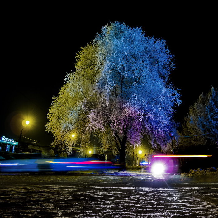 magic tree - My, Tree, Frost, Evening, Raw