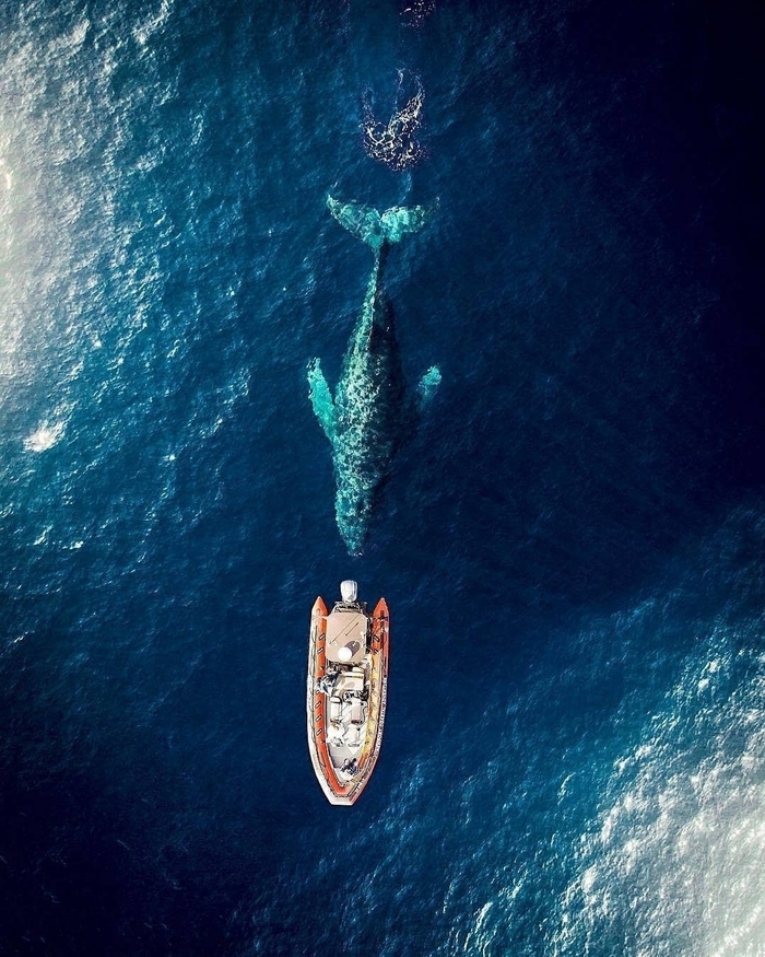 Ku-ku - Animals, Beautiful, Ocean, Whale, The photo