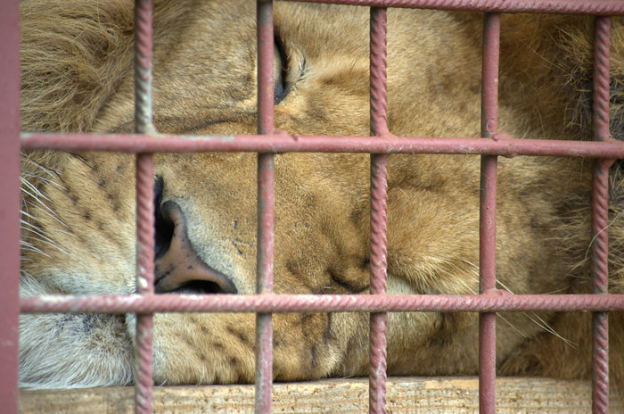 Lion in a cage. - My, a lion, Nikon d3100, Cell, Ryazhsk, , , Zoo