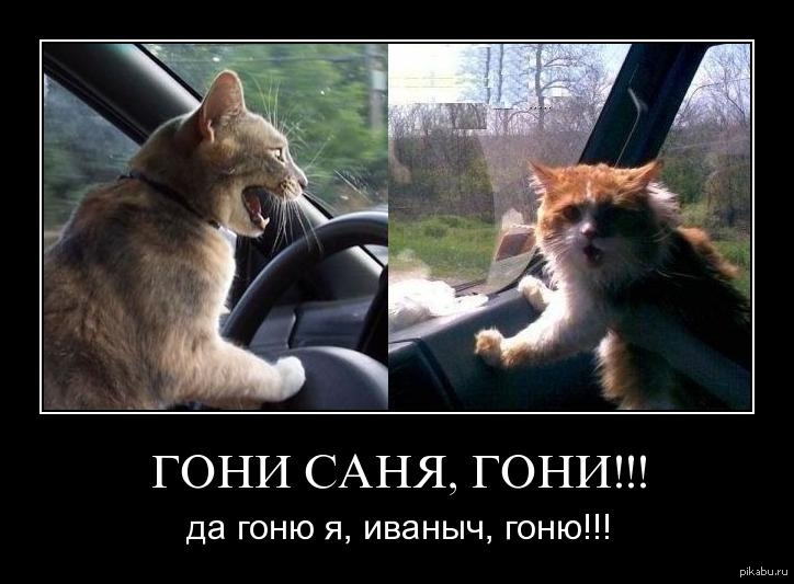 Кот за рулем мем