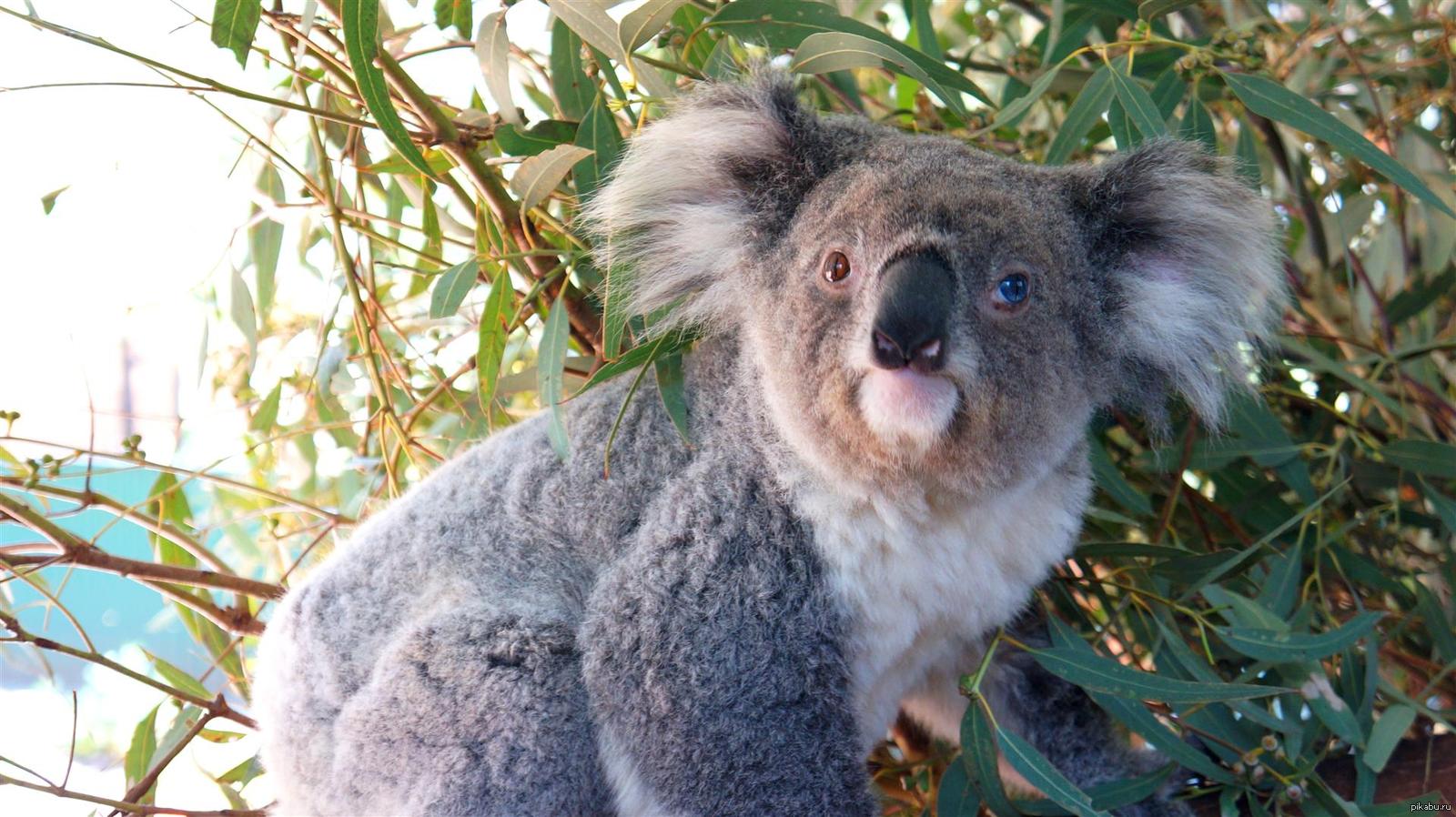 Год коалы. Коала в Австралии. Коала сумчатое. Эндемики Австралии коала. Коала Эстетика.