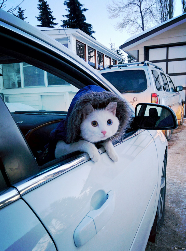 Кот в машине. Кошачий автомобиль. Милый автомобиль. Котик едет на машине.