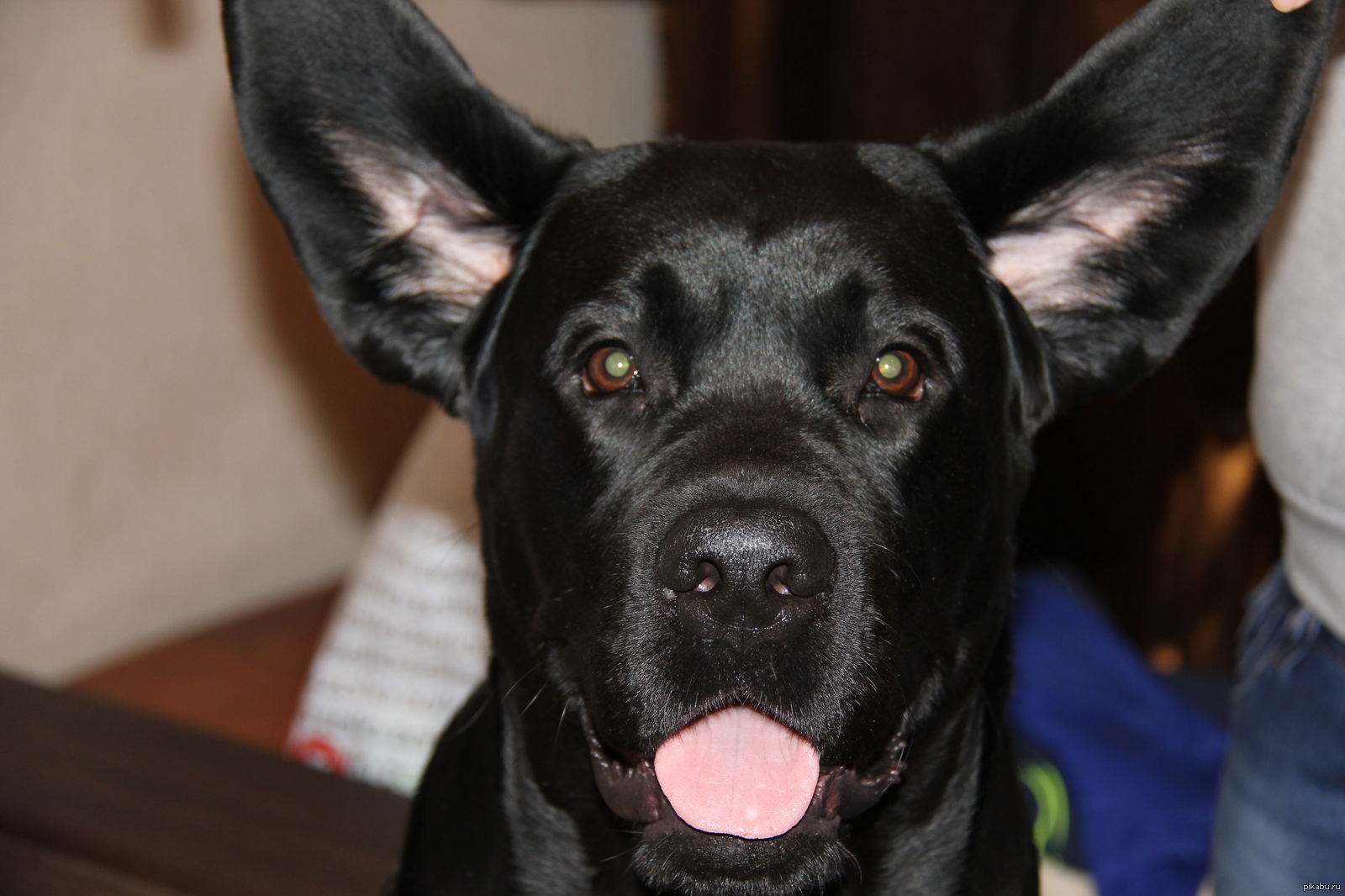 My favorite doggy - My, Dog, Labrador