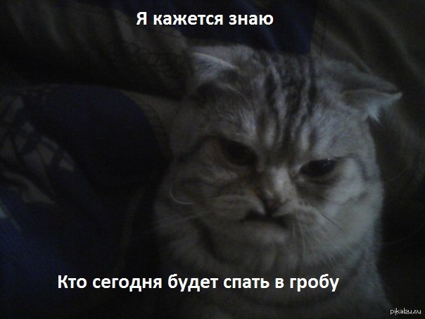 Мой кот уголовник! | Пикабу