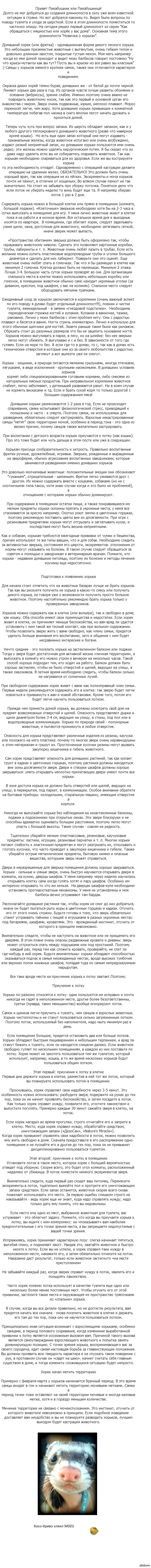 Как обращаться с няшностью или хорёк у вас дома | Пикабу