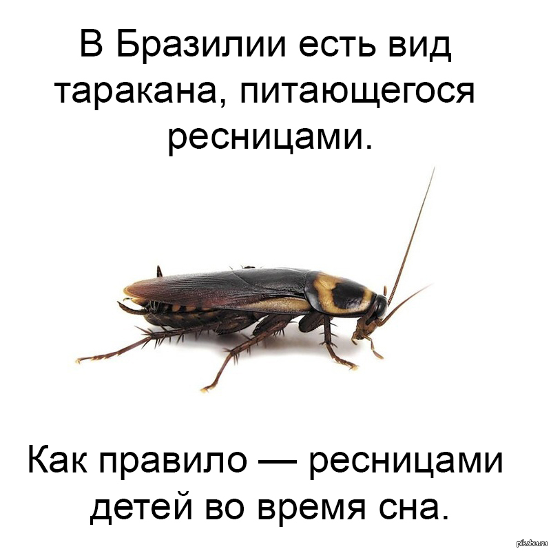Стих про таракана. Приколы про тараканов. Шутка про таракана. Таракан прикол. Шутки про тараканов.