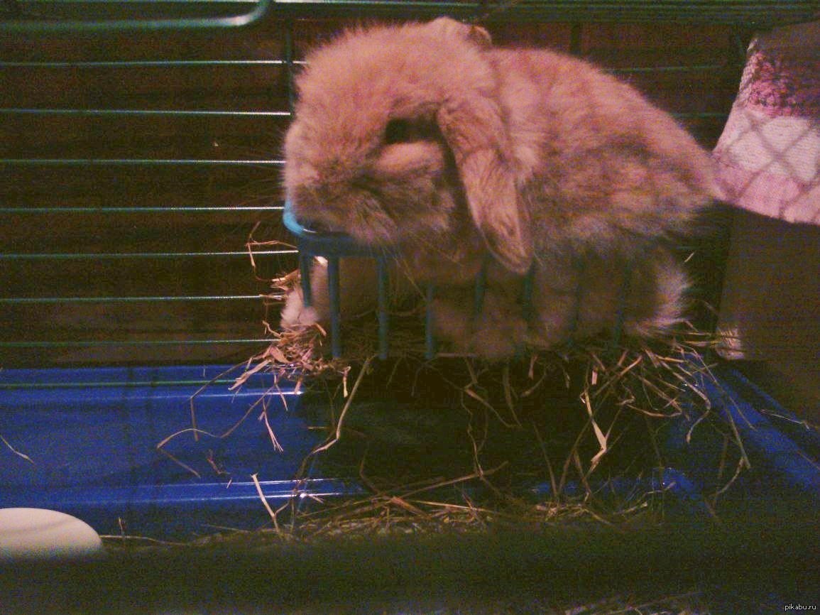 Maximum convenience - My, Rabbit, Hay, Convenience