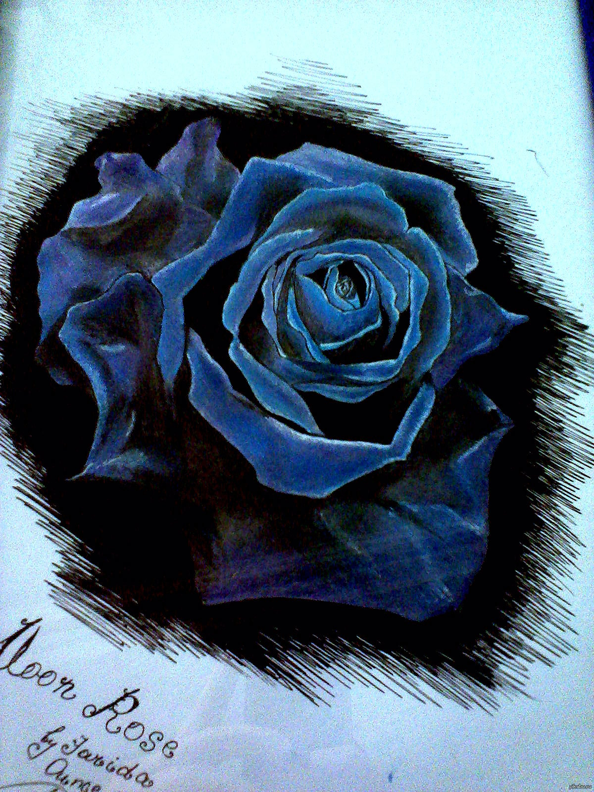 <b>Blue</b> <b>Rose</b>, <b>Роза</b>, <b>Синий</b>, Рисунок, Цветы, Рисунок ручкой.