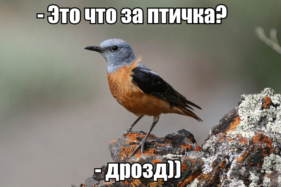 Дрозд | Пикабу