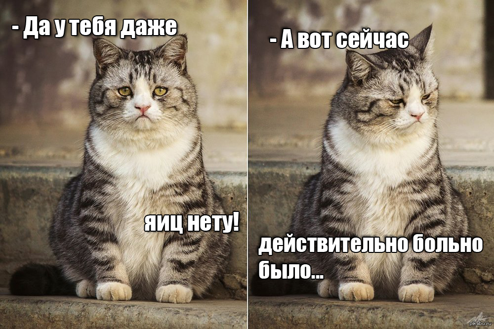 Скинь Фото Кошек