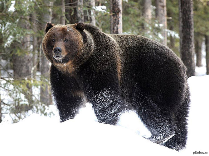 бурый медведь шатун. медведь гризли шатун. бурый медведь шатун. медведь шатун википедия. бурый медведь шатун.