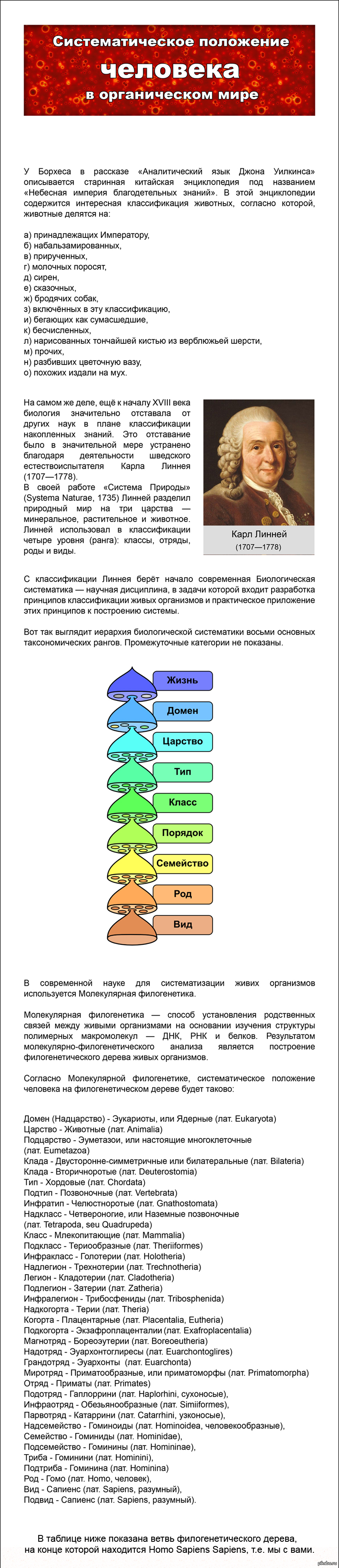 Место человека в классификации живых организмов. Продолжение в  комментариях. | Пикабу