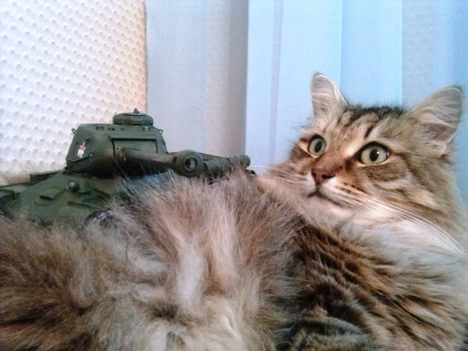 Котик танкист