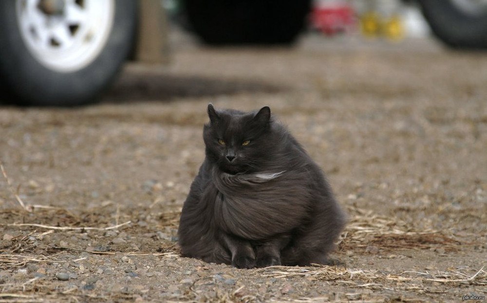 Сильный кот. Кот на ветру. Сильный ветер кот. Кота сдувает. Кота сдувает ветром.