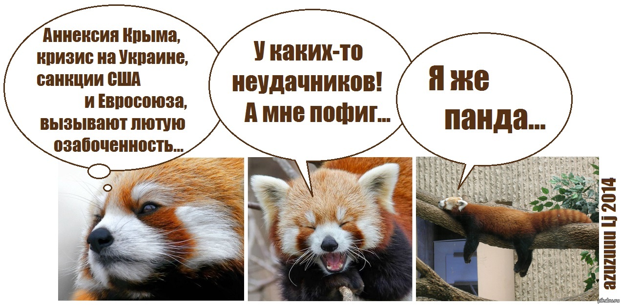 It's good to be a panda... - Red panda, Little panda, Politics, Comics, Azuzuuu