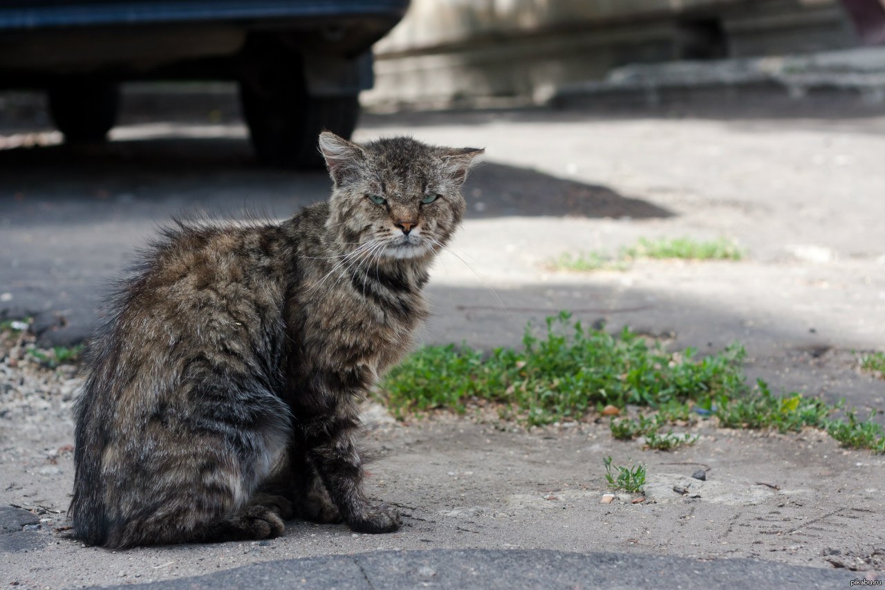 Старая кошечка. Уличный кот. Дворовый кот. Серый дворовый кот. Уличная кошка.