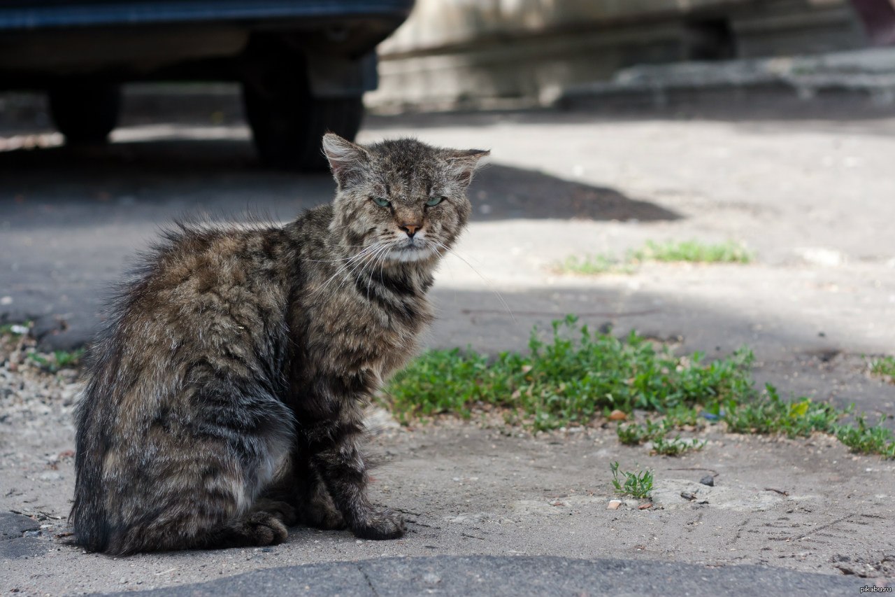 Уличный кот. Дворовый кот. Серый дворовый кот. Серый уличный кот.