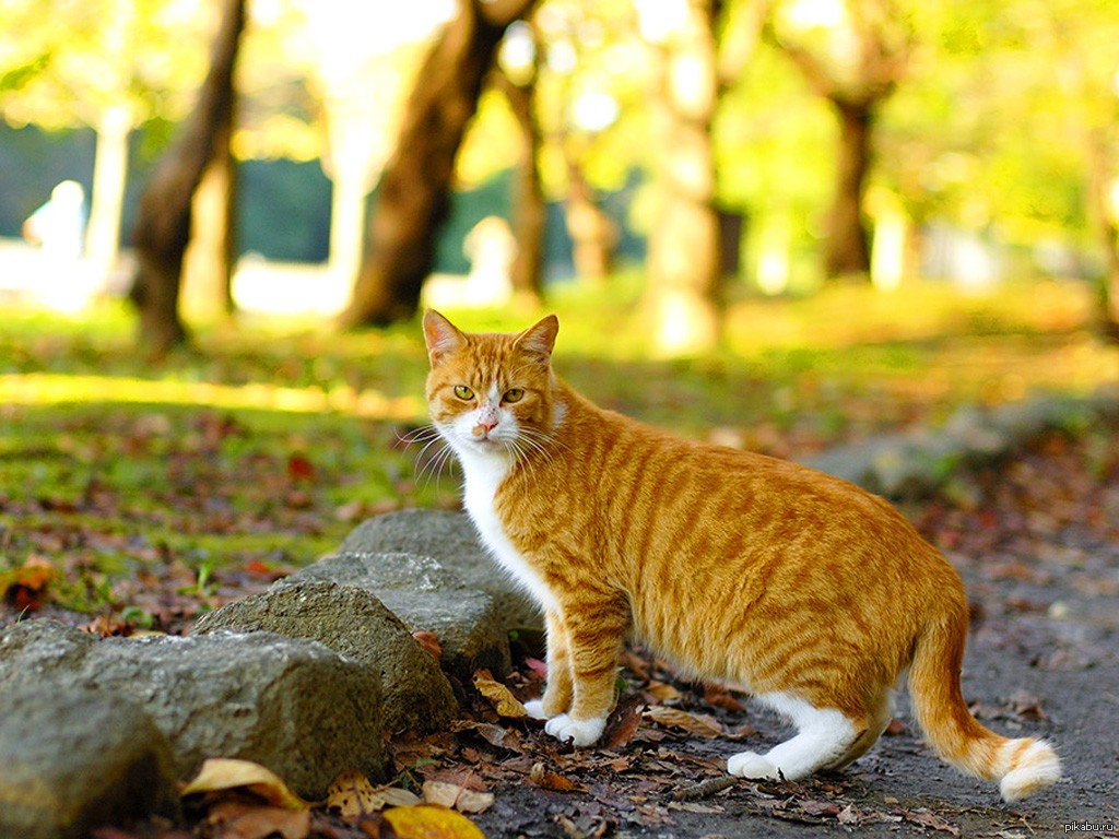 Кошка пошла. Сибирская кошка рыжая короткошерстная. Рыжие уличные коты. Красивая кошка на улице. Кот в парке.