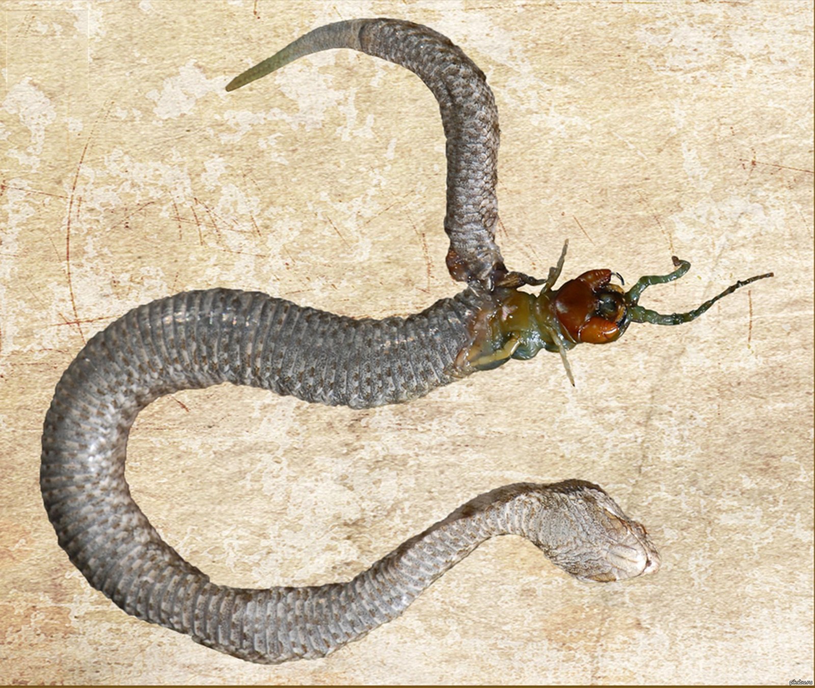 Гигантская сколопендра против змеи