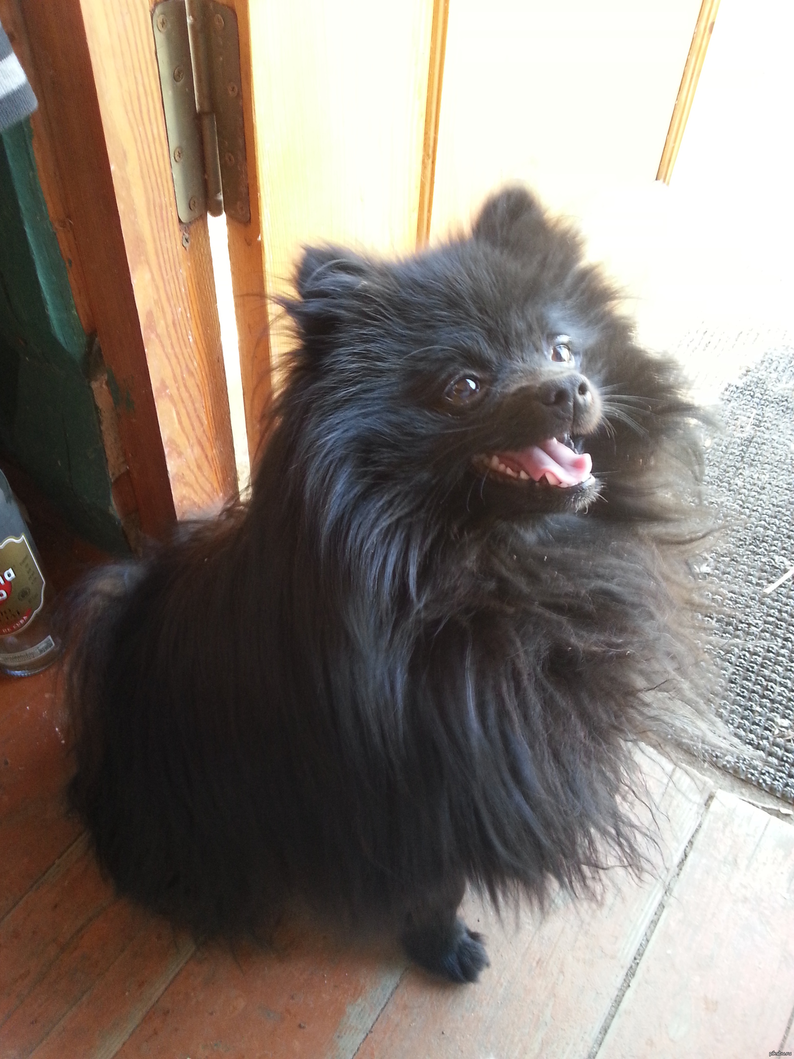 Just a spitz happy with life - My, Spitz, Spartans