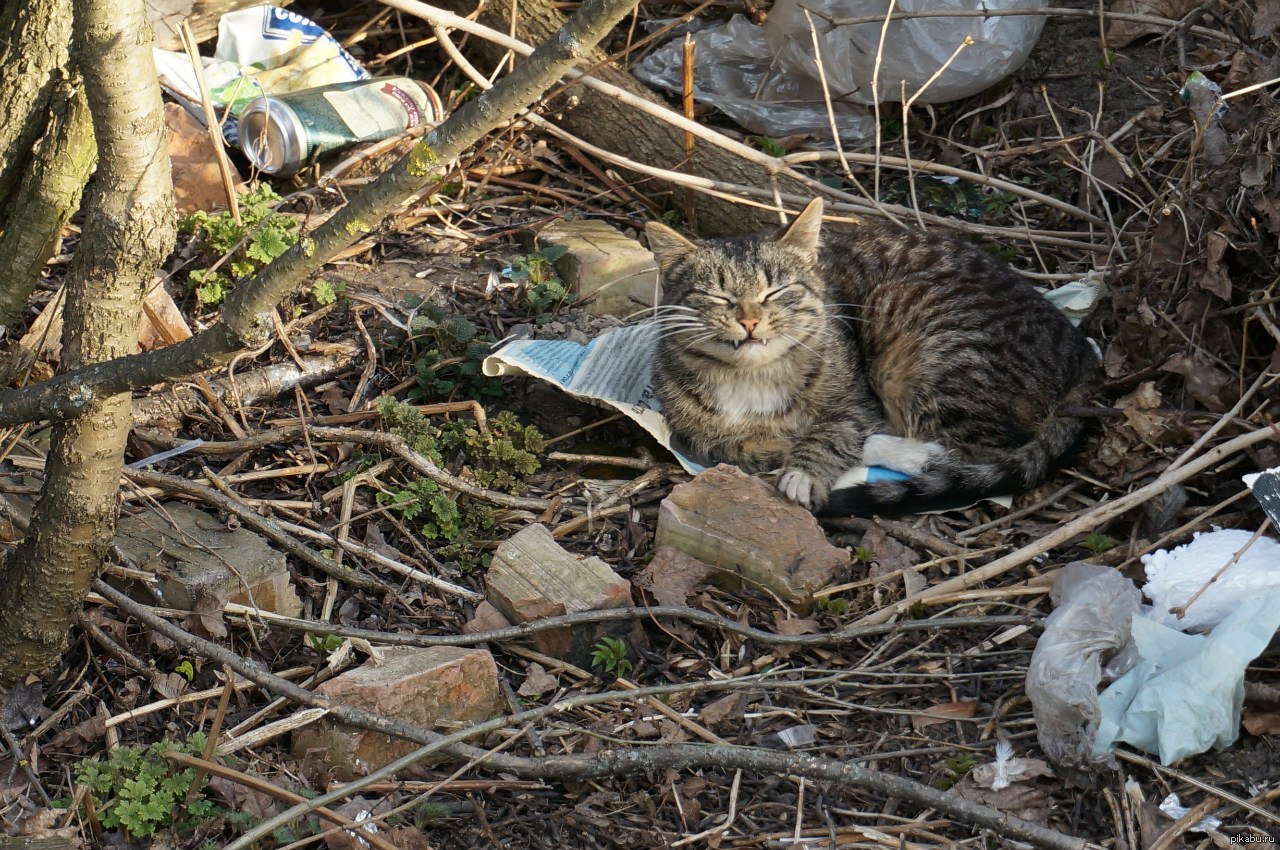 Котяра | Пикабу