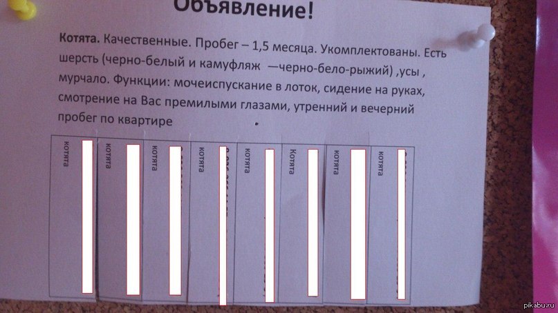 Объявление о продаже котят образец красиво