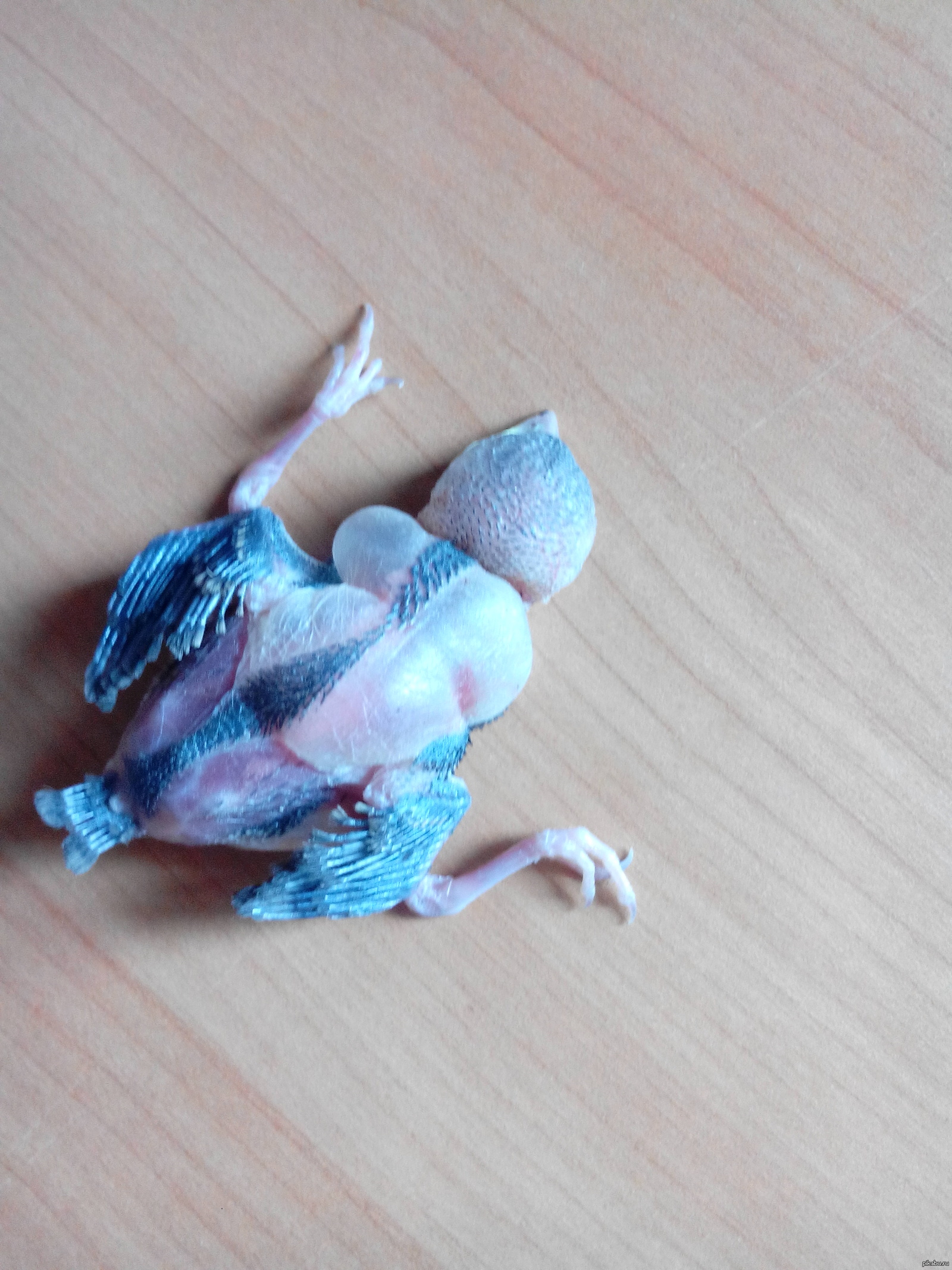 sparrow chick - Sparrow, Vet, Help