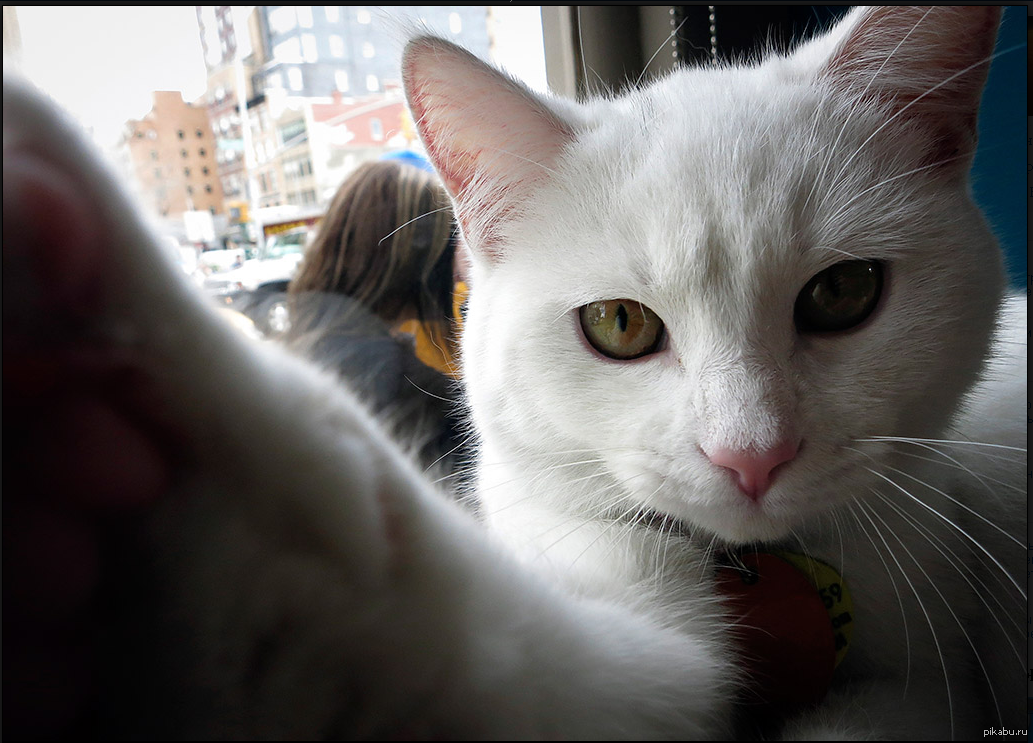 Котоселфи | Пикабу
