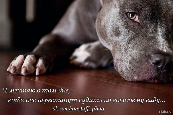 Картинки На Телефон На Заставку Питбуль