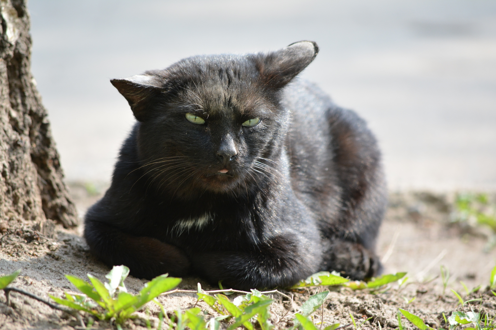 Суровые животные. Уличные коты. Черный уличный кот. Уличный кот матерый. Черный Бездомный кот.