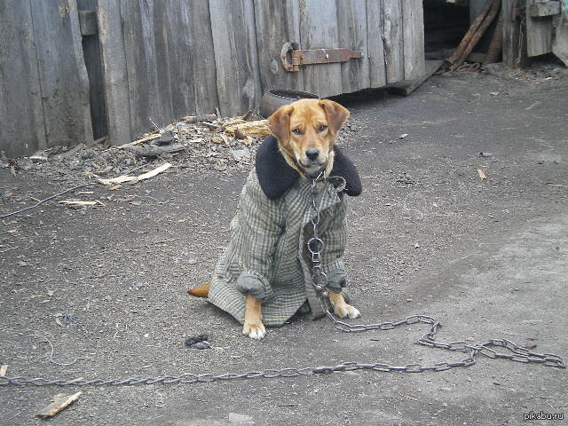 Собака в платке
