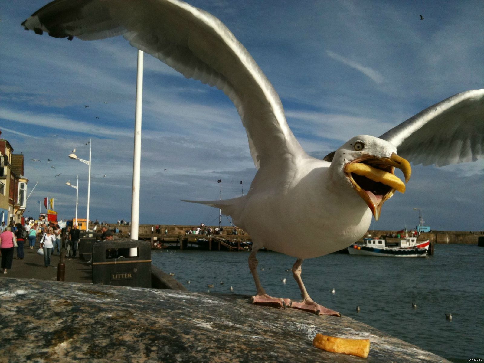 Ex Lax Seagulls