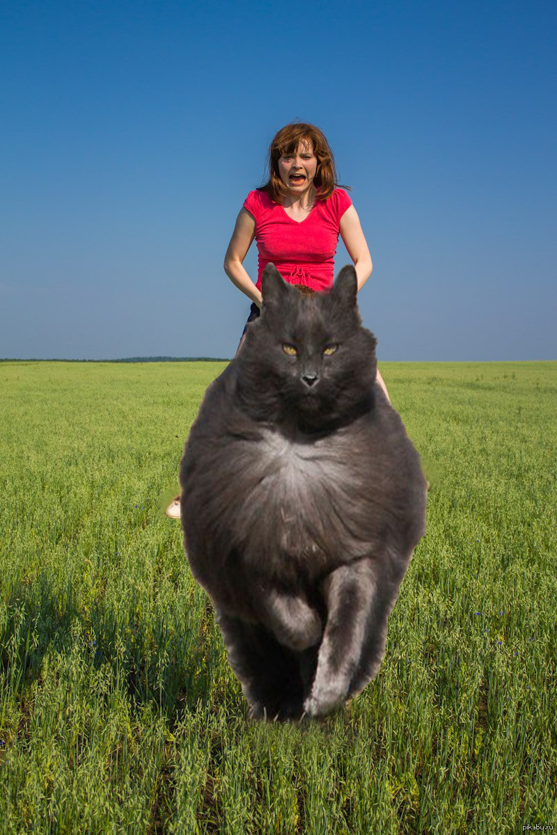 Включи большую сильную. Огромная кошка. Самая огромная кошка. Гигантские коты. Огромный кот.