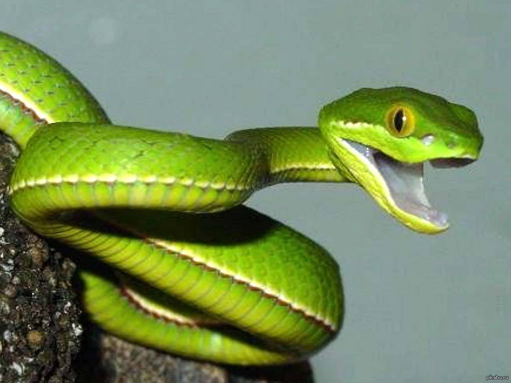 Snakethug. Белогубая куфия. Trimeresurus albolabris. Куфия змея. Змея длиннорылая плетевидка.