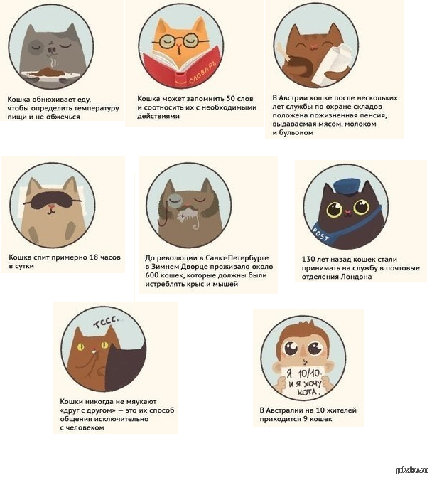 5 фактов о коте. 100 Фактов о кошках. Интересные факты о кошках. Самые интересные факты про котов. Факты о кошках которые вы не знали.