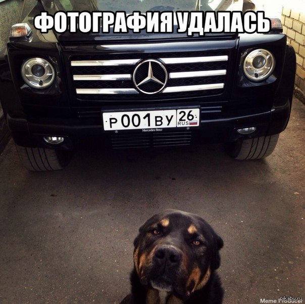 Кот на мерседесе